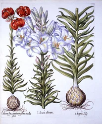 Madonnenlilie und Zwiebel, Roter Türkenbund von Konstantinopel, aus Hortus Eystettensis, von Basil Besler, 1613